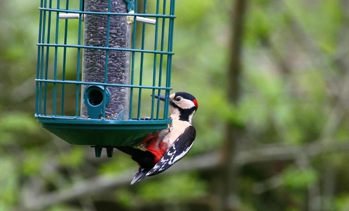 Yr Hen Stablau birdfeeder is a great attraction